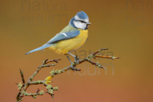 Foto di Cinciarella (Cyanistes caeruleus)