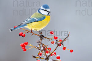 Foto di Cinciarella (Cyanistes caeruleus)