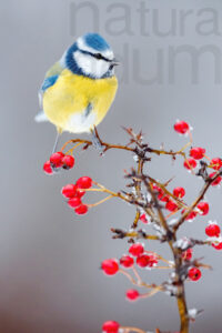 Foto di Cinciarella (Cyanistes caeruleus)