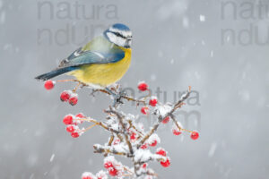 Foto di Cinciarella (Cyanistes caeruleus)