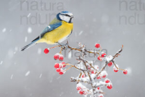 Foto di Cinciarella (Cyanistes caeruleus)