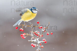 Foto di Cinciarella (Cyanistes caeruleus)