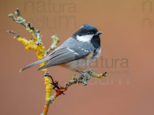 Foto di Cincia mora (Periparus ater)