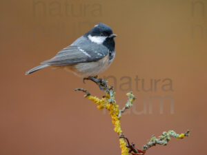 Foto di Cincia mora (Periparus ater)