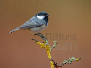 Foto di Cincia mora (Periparus ater)