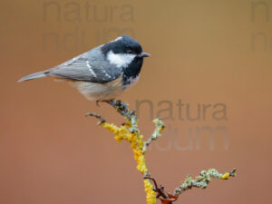 Foto di Cincia mora (Periparus ater)