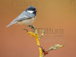 Foto di Cincia mora (Periparus ater)