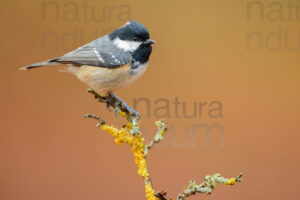 Foto di Cincia mora (Periparus ater)