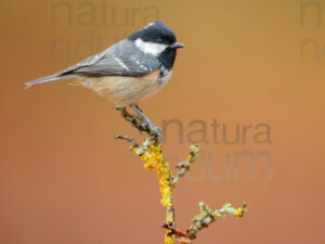 Foto di Cincia mora (Periparus ater)