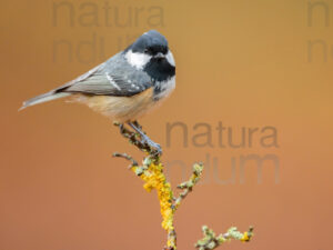 Foto di Cincia mora (Periparus ater)