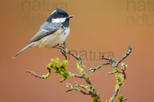 Foto di Cincia mora (Periparus ater)