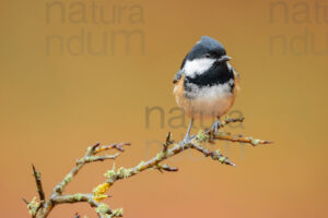 Foto di Cincia mora (Periparus ater)