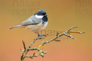 Foto di Cincia mora (Periparus ater)