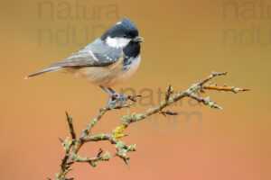 Foto di Cincia mora (Periparus ater)