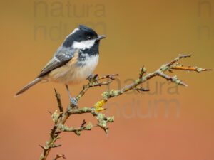 Foto di Cincia mora (Periparus ater)