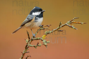 Foto di Cincia mora (Periparus ater)