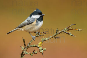 Foto di Cincia mora (Periparus ater)