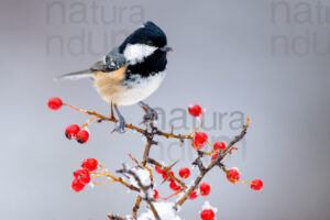 Foto di Cincia mora (Periparus ater)