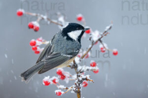 Foto di Cincia mora (Periparus ater)