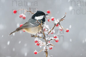 Photos of Coal Tit (Periparus ater)