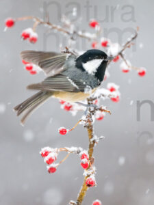 Foto di Cincia mora (Periparus ater)