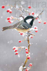 Foto di Cincia mora (Periparus ater)