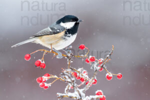 Foto di Cincia mora (Periparus ater)