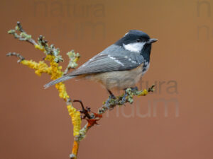 Foto di Cincia mora (Periparus ater)