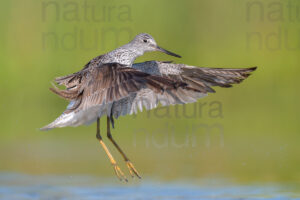 Photos of Common Greenshank (Tringa nebularia)