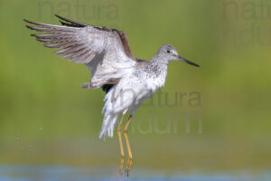 Foto di Pantana (Tringa nebularia)