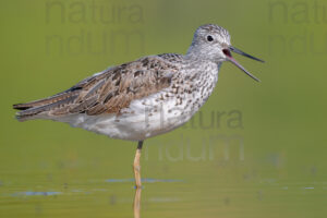 Foto di Pantana (Tringa nebularia)