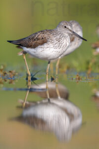 Foto di Pantana (Tringa nebularia)