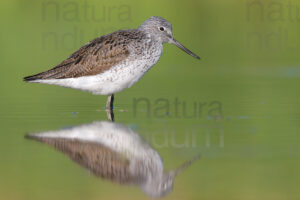 Foto di Pantana (Tringa nebularia)