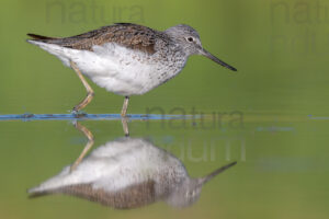 Foto di Pantana (Tringa nebularia)