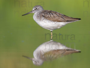 Photos of Common Greenshank (Tringa nebularia)