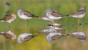 Foto di Pantana (Tringa nebularia)