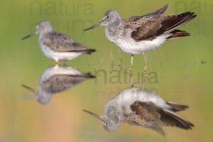 Photos of Common Greenshank (Tringa nebularia)