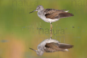 Foto di Pantana (Tringa nebularia)