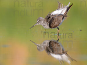 Photos of Common Greenshank (Tringa nebularia)