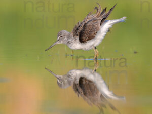 Foto di Pantana (Tringa nebularia)