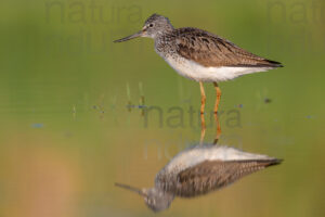 Foto di Pantana (Tringa nebularia)