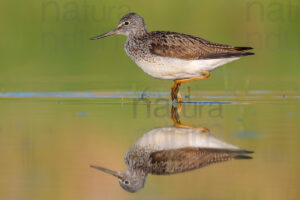 Foto di Pantana (Tringa nebularia)