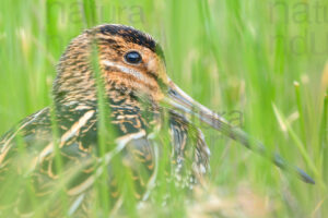 Foto di Beccaccino (Gallinago gallinago)