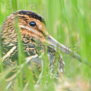 Photos of Common Snipe (Gallinago gallinago)