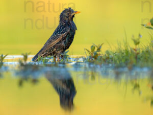 Photos of Common Starling (Sturnus vulgaris)