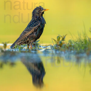 Photos of Common Starling (Sturnus vulgaris)