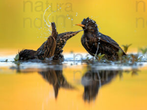 Photos of Common Starling (Sturnus vulgaris)