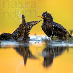 Photos of Common Starling (Sturnus vulgaris)