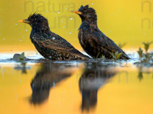 Photos of Common Starling (Sturnus vulgaris)