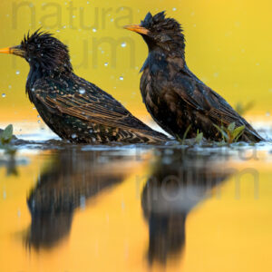 Photos of Common Starling (Sturnus vulgaris)